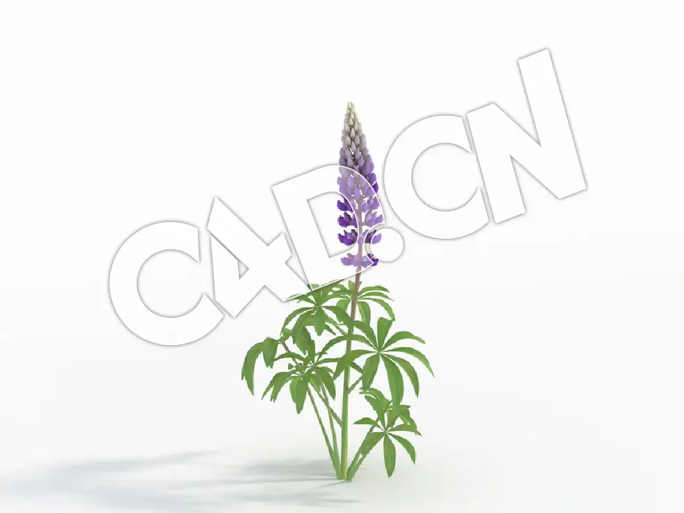 C4D一株紫色鲁冰花模型 Lupinus_E - C4D之家 - 66.jpg