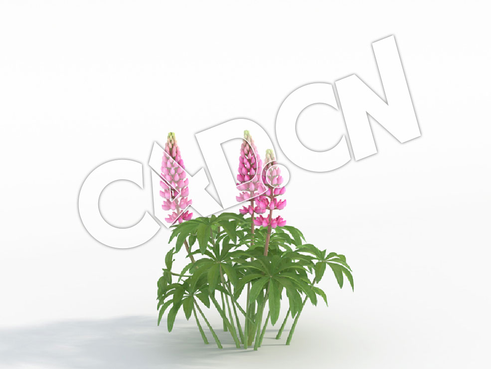 C4D多株粉色羽扇豆鲁冰花草本花卉植物模型 Lupinus_F - C4D之家 - 67.jpg