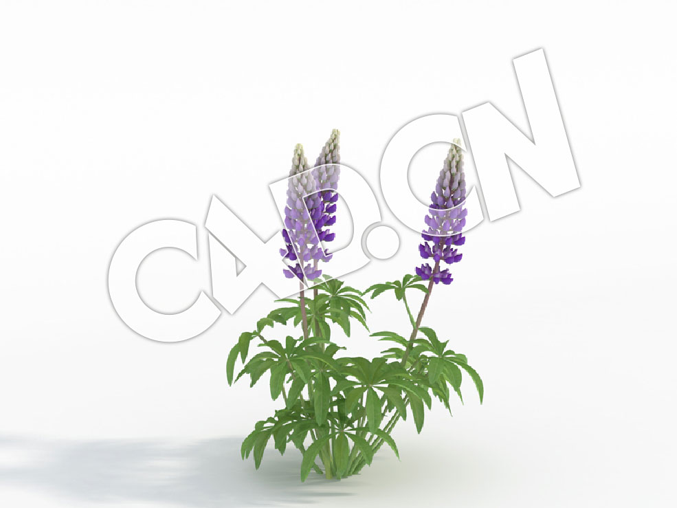 C4D多株蓝紫色羽扇豆鲁冰花模型 Lupinus_G - C4D之家 - 68.jpg