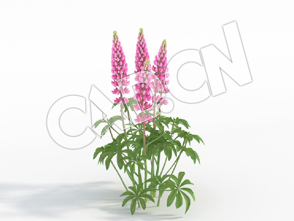 C4D多棵粉红色花卉鲁冰花模型 Lupinus_H - C4D之家 - 69.jpg