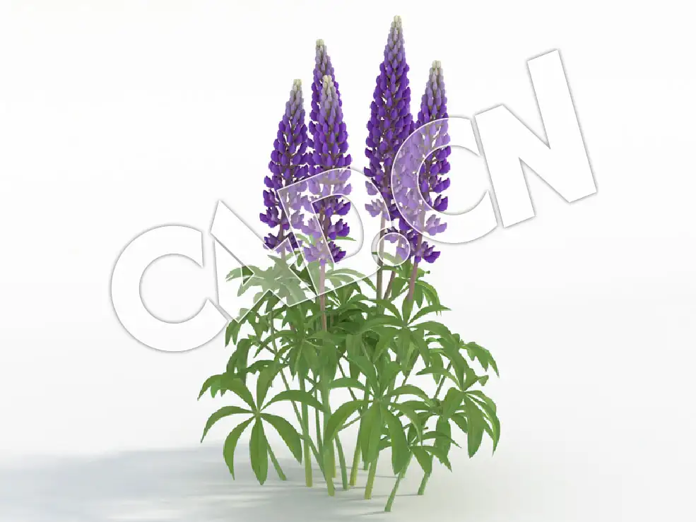 C4D蓝紫色鲁冰花羽扇豆花卉模型 Lupinus_I - C4D之家 - 70.jpg