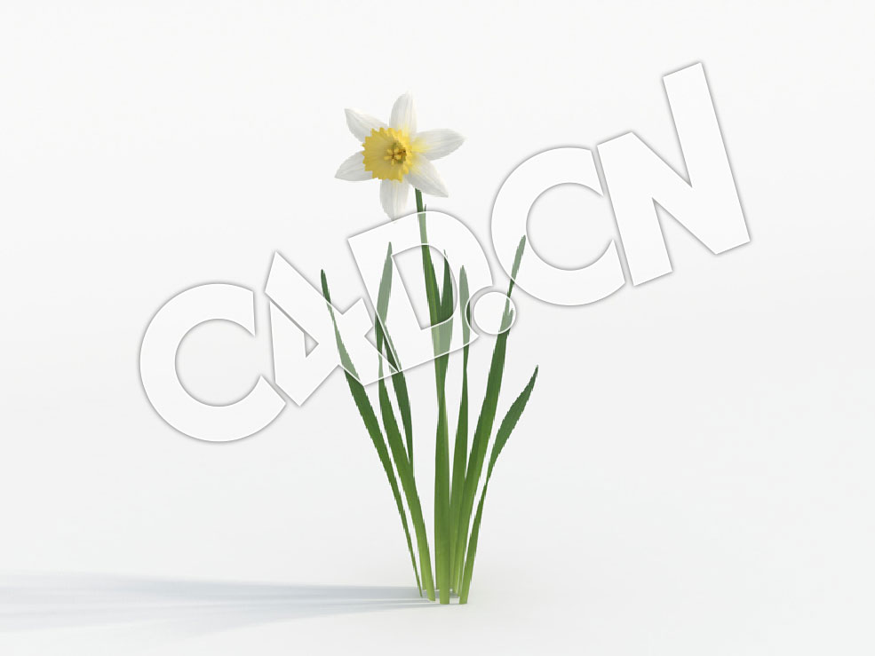 C4D白色花瓣水仙花模型 Narcissus_C - C4D之家 - 74.jpg
