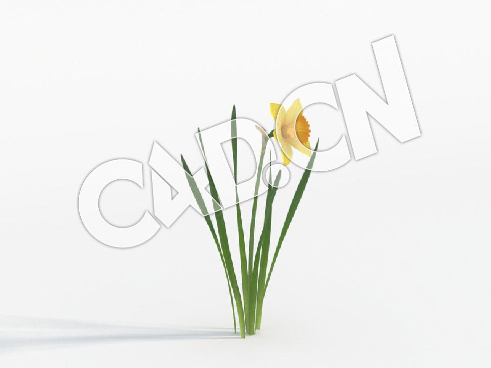 C4D单株水仙花模型 Narcissus_A - C4D之家 - 72.jpg