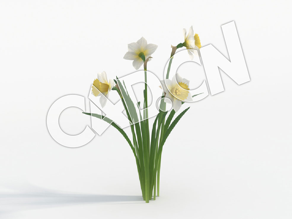 C4D四朵水仙花模型 Narcissus_F