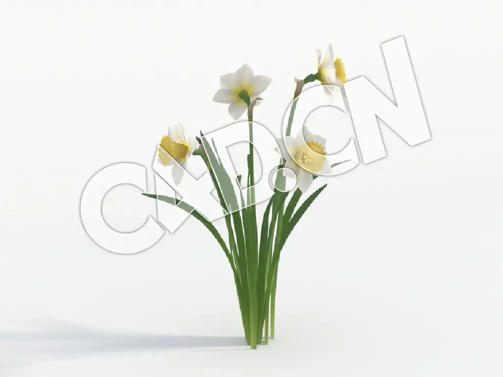 C4D四朵水仙花模型 Narcissus_F