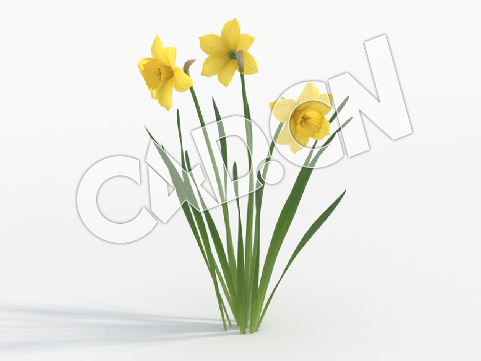 C4D三朵盛开的水仙花模型 Narcissus_E