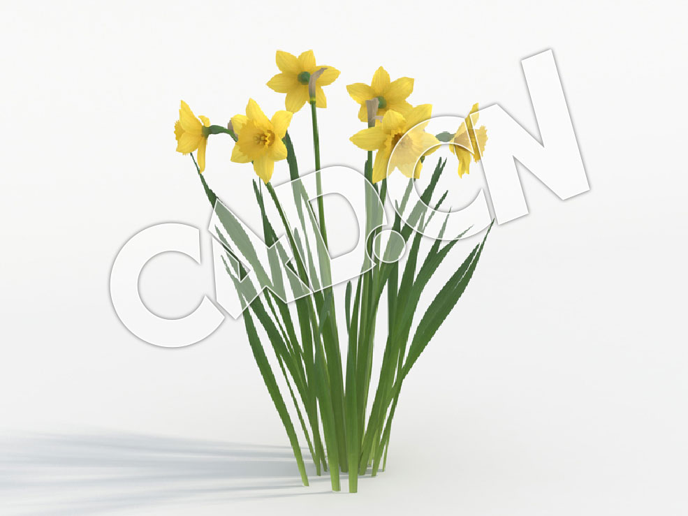 C4D六朵盛开的水仙花模型 Narcissus_H