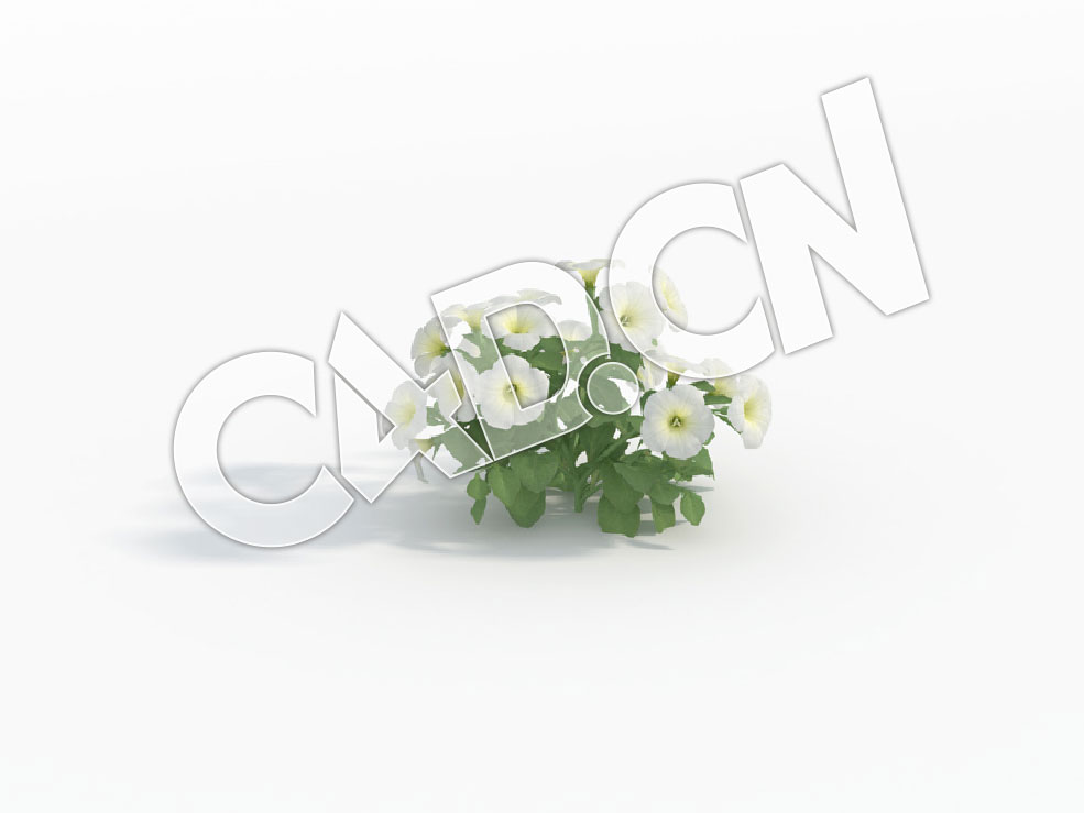 C4D白色矮牵牛花模型 Petunia_B - C4D之家 - 83.jpg