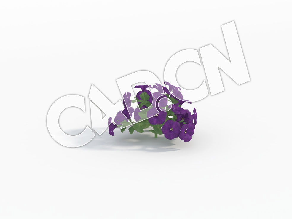 C4D蓝紫色矮牵牛花模型Petunia_C - C4D之家 - 84.jpg