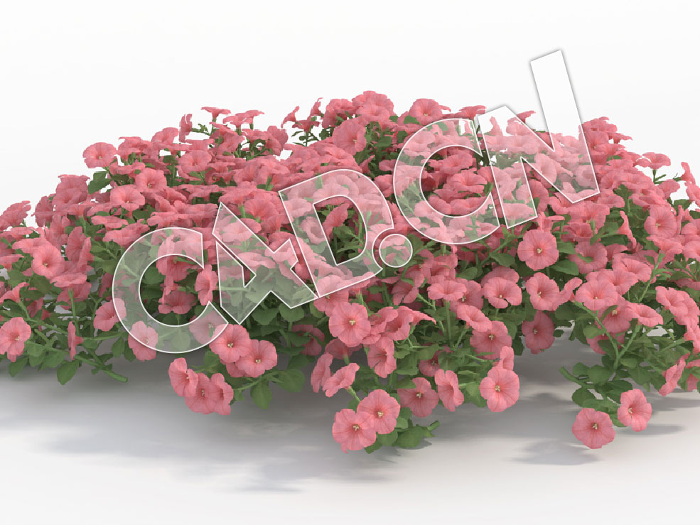 C4D多株粉红色矮牵牛花模型 Petunia_J - C4D之家 - 91.jpg