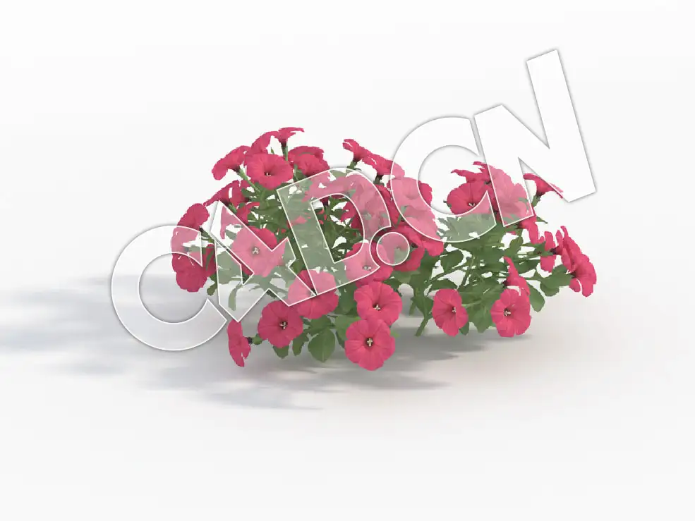C4D玫红色矮牵牛花模型 Petunia_F - C4D之家 - 87.jpg