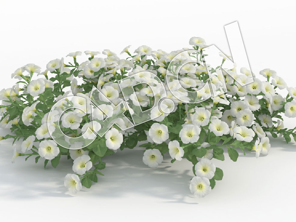 C4D多株白色矮牵牛花模型 Petunia_H - C4D之家 - 89.jpg