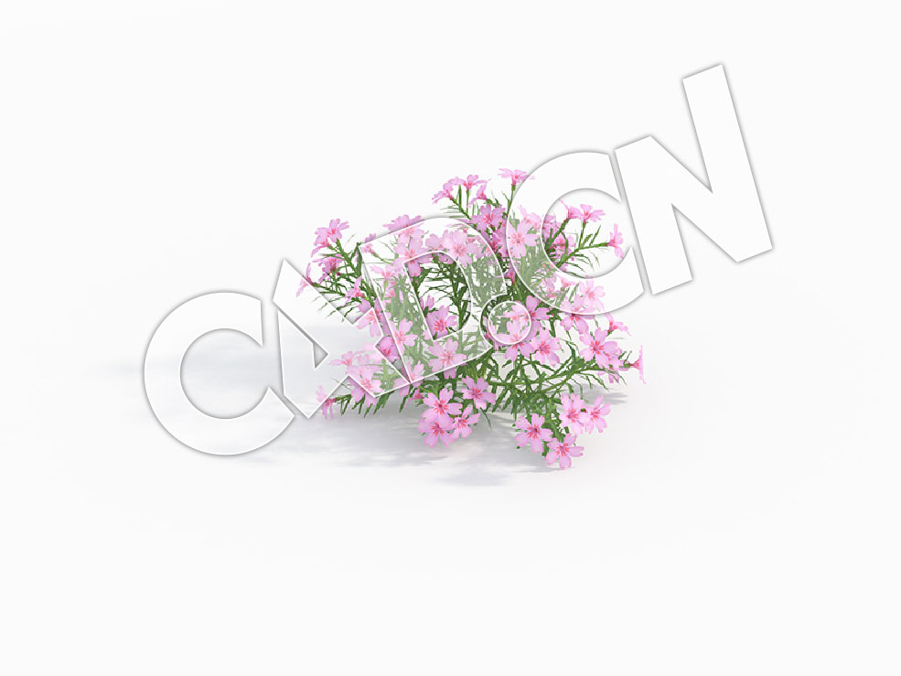 C4D粉色针叶福禄考花卉模型 Phlox_A - C4D之家 - 92.jpg