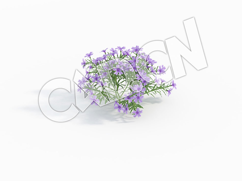 C4D天蓝绣球丛生福禄考花卉模型 Phlox_B - C4D之家 - 93.jpg