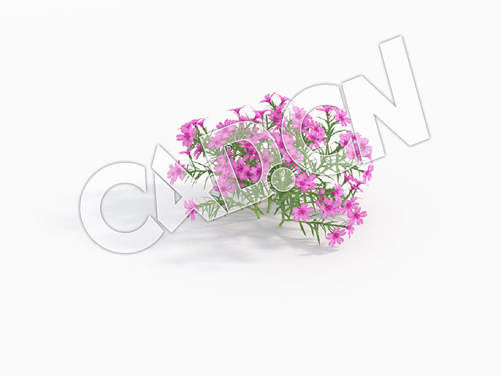 C4D粉红色福禄考花卉模型 Phlox_C - C4D之家 - 94.jpg