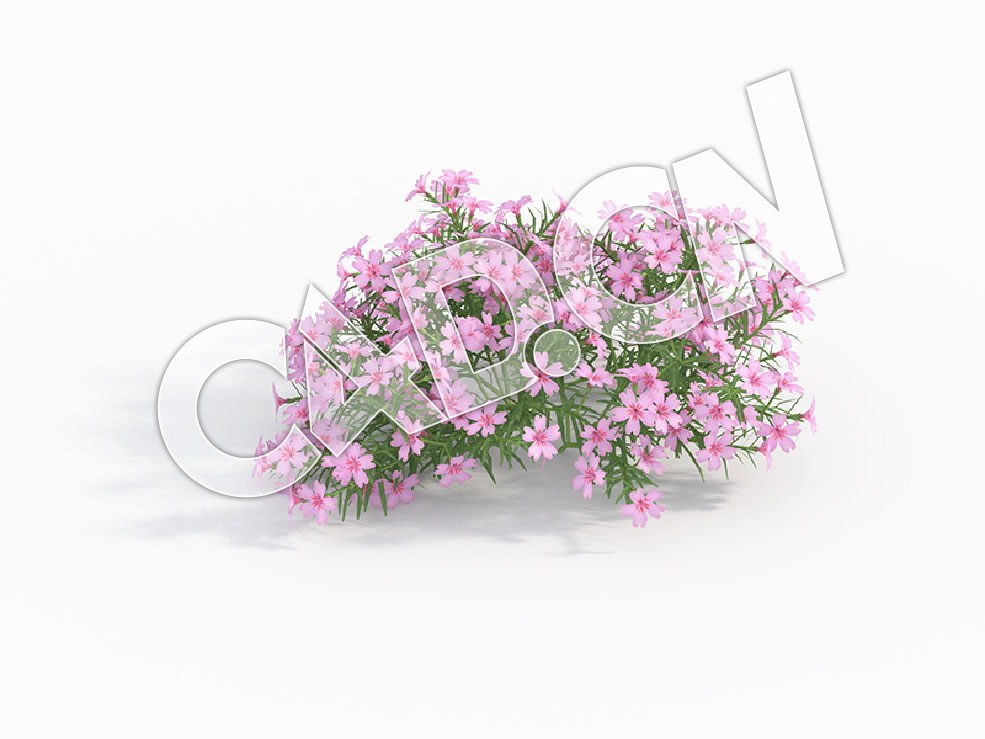 C4D浅粉色福禄花花卉模型 Phlox_D - C4D之家 - 95.jpg