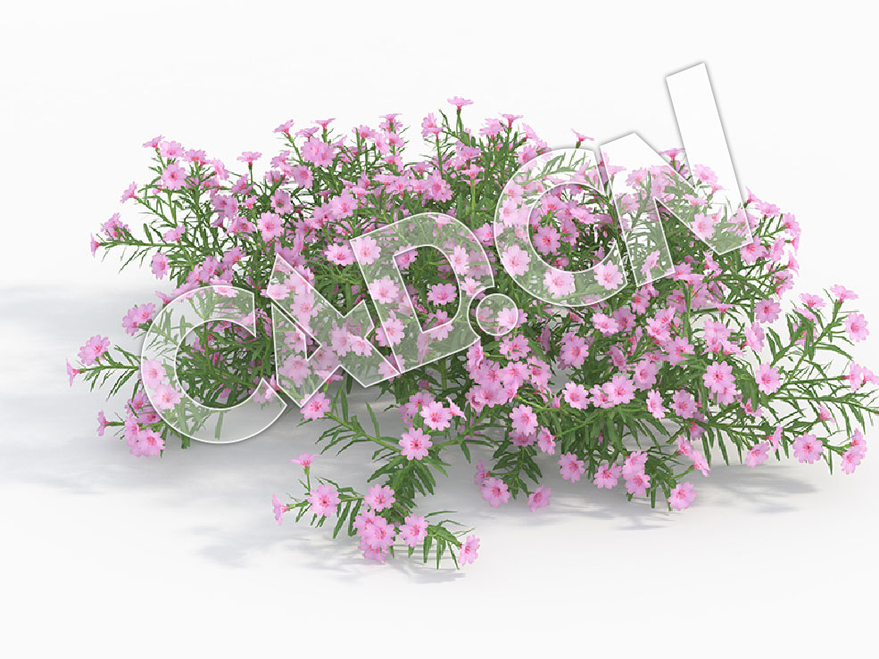 C4D粉色芝樱福禄考花卉模型 Phlox_G - C4D之家 - 98.jpg
