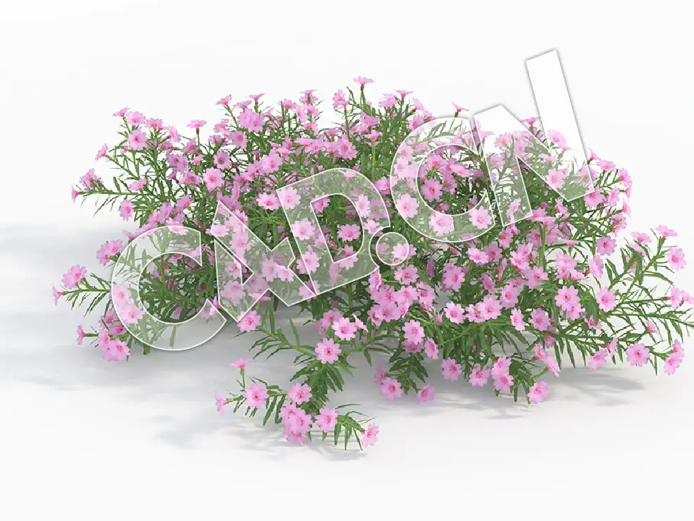 C4D粉色芝樱福禄考花卉模型 Phlox_G - C4D之家 - 98.jpg
