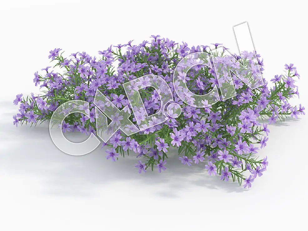 C4D蓝色针叶天蓝绣球花卉模型 Phlox_H - C4D之家 - 99.jpg