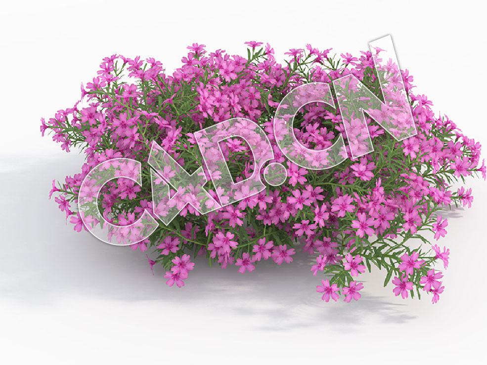 C4D粉红色五色梅花卉模型 Phlox_I - C4D之家 - 100.jpg