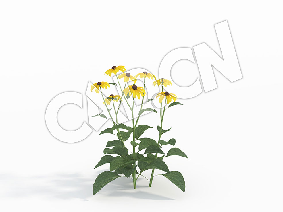 C4D三株黑眼菊花卉模型 Rudbeckia_B