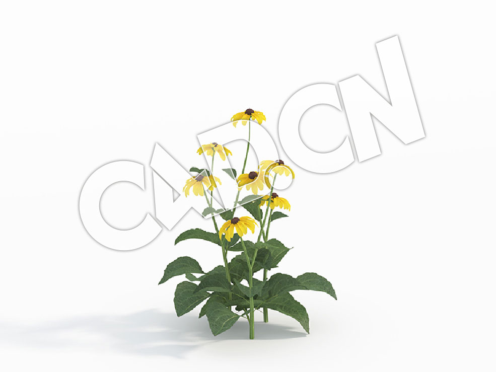 C4D黄色花卉金光菊模型 Rudbeckia_A