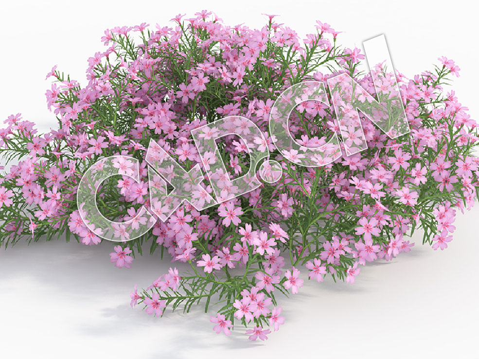C4D粉色福禄考花卉模型 Phlox_J - C4D之家 - 101.jpg