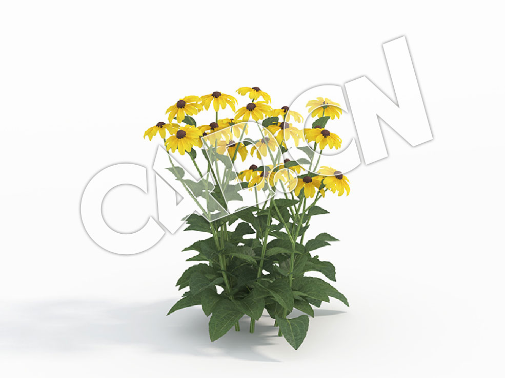C4D金光菊黄金菊模型 Rudbeckia_F