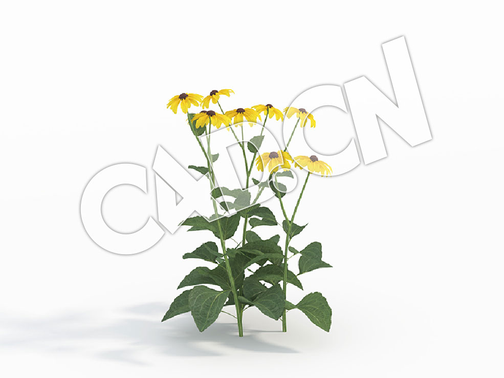 C4D黄菊花卉模型 Rudbeckia_C
