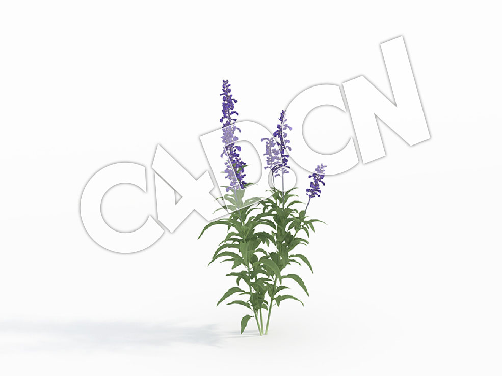 C4D鼠尾草南丹参花卉模型 Salvia_A - C4D之家 - 112.jpg