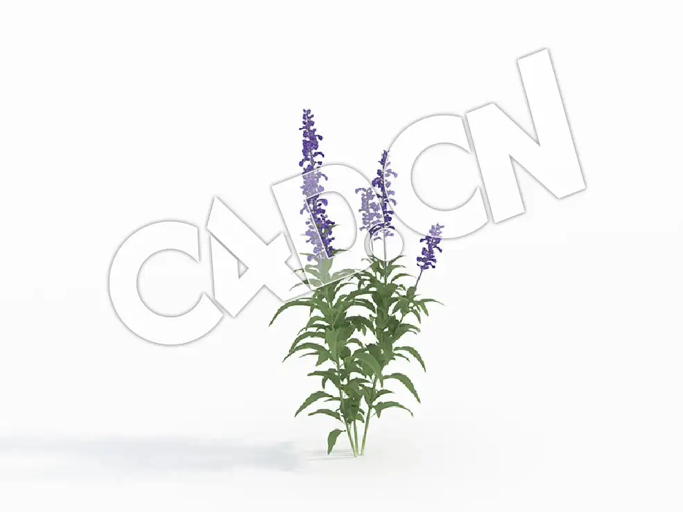 C4D鼠尾草南丹参花卉模型 Salvia_A - C4D之家 - 112.jpg