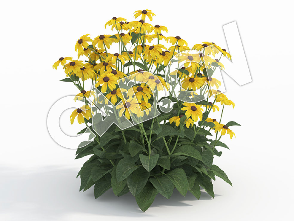 C4D多株黄菊花模型 Rudbeckia_J