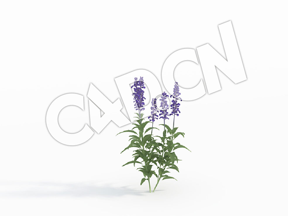 C4D洋苏草香草花卉模型 Salvia_C - C4D之家 - 114.jpg