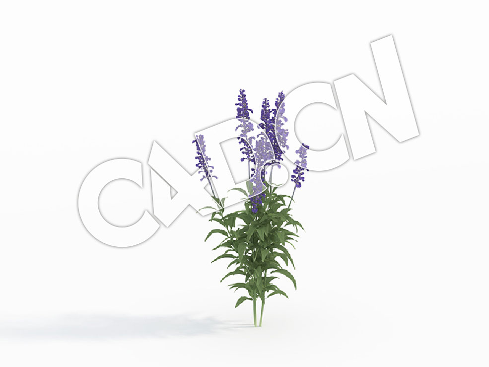 C4D鼠尾草石见穿花卉模型 Salvia_B - C4D之家 - 113.jpg