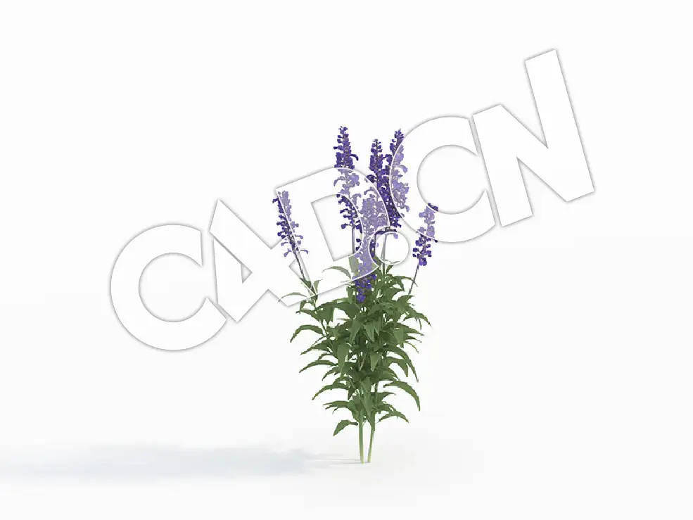 C4D鼠尾草石见穿花卉模型 Salvia_B - C4D之家 - 113.jpg