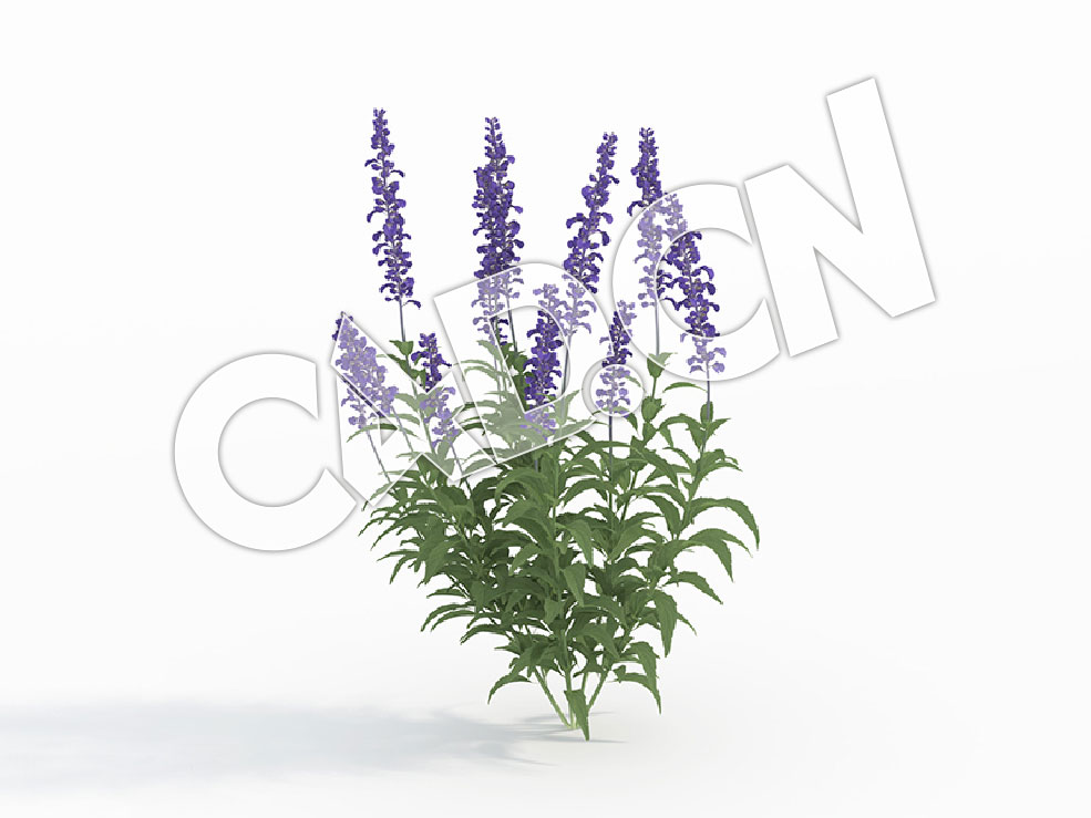 C4D日本紫花鼠尾草模型 Salvia_E - C4D之家 - 116.jpg