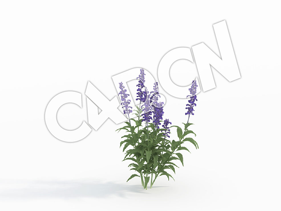 C4D鼠尾草紫色花草模型 Salvia_D - C4D之家 - 115.jpg