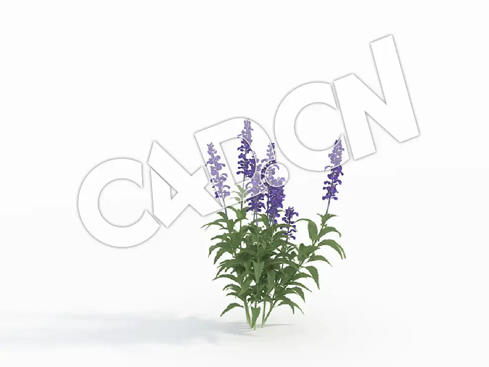 C4D鼠尾草紫色花草模型 Salvia_D - C4D之家 - 115.jpg