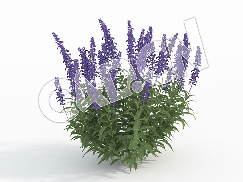 C4D多株芳香植物鼠尾草模型 Salvia_I - C4D之家 - 120.jpg