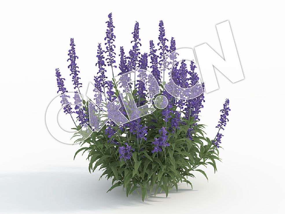 C4D多株鼠尾草花卉模型 Salvia_J - C4D之家 - 121.jpg