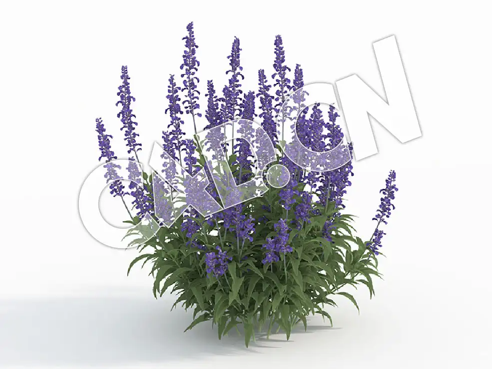 C4D多株鼠尾草花卉模型 Salvia_J - C4D之家 - 121.jpg