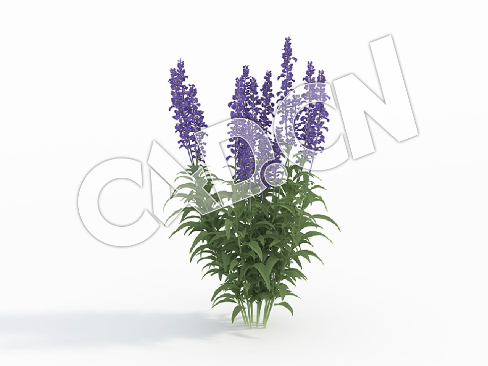 C4D洋苏草模型 Salvia_H - C4D之家 - 119.jpg