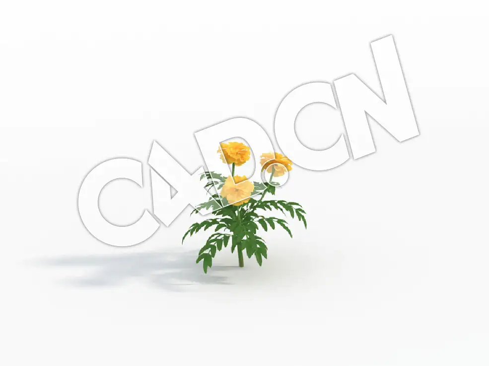 C4D单株万寿菊臭菊模型 Tagetes_A - C4D之家 - 122.jpg