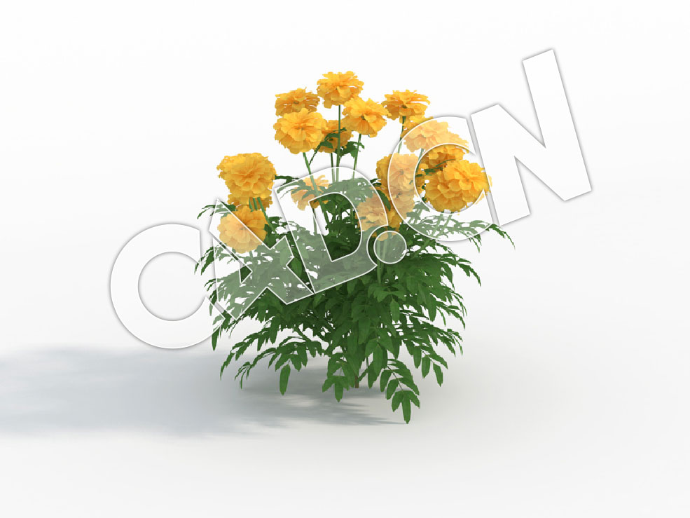 C4D蜂窝菊万寿菊花卉模型 Tagetes_G - C4D之家 - 128.jpg