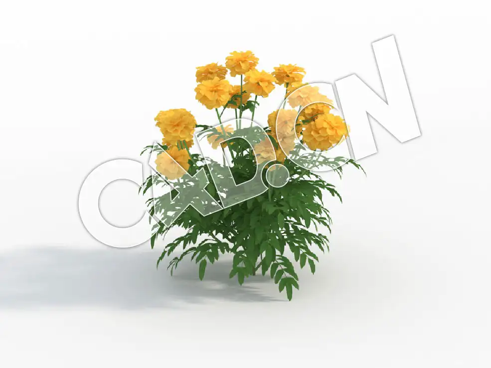 C4D蜂窝菊万寿菊花卉模型 Tagetes_G - C4D之家 - 128.jpg