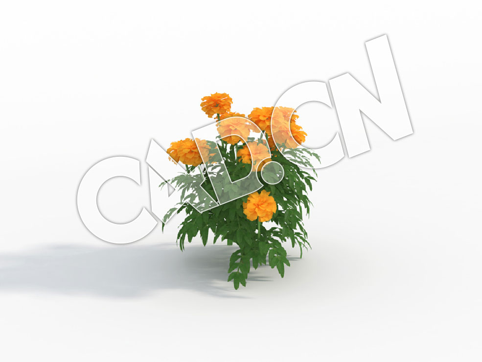 C4D蝎子菊万寿菊花卉模型 Tagetes_E - C4D之家 - 126.jpg