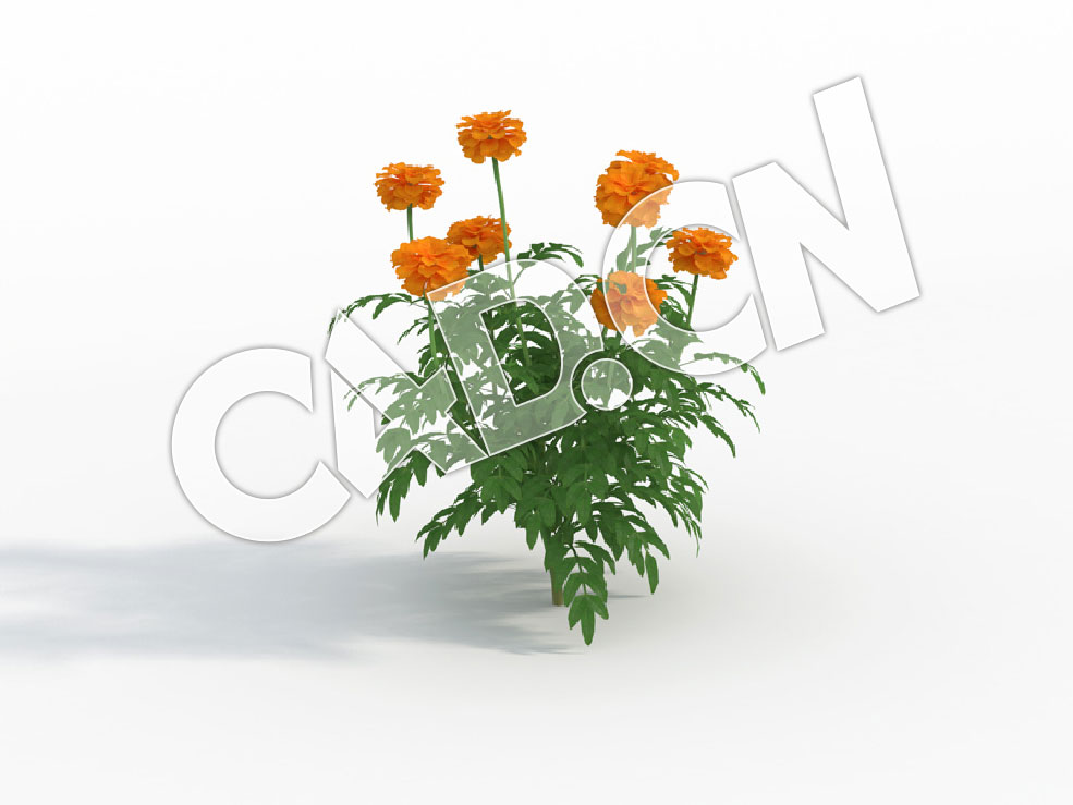 C4D臭菊花万寿菊花卉模型 Tagetes_F - C4D之家 - 127.jpg