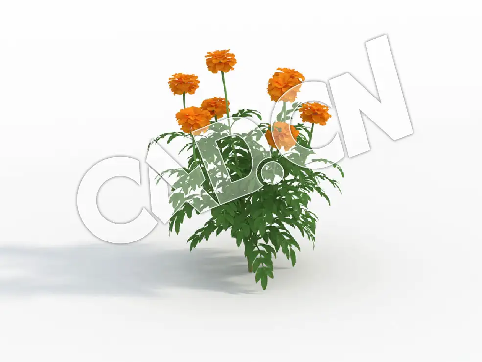 C4D臭菊花万寿菊花卉模型 Tagetes_F - C4D之家 - 127.jpg