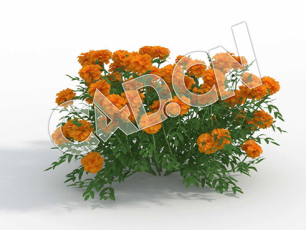 C4D臭芙蓉万寿菊花卉模型 Tagetes_I - C4D之家 - 130.jpg