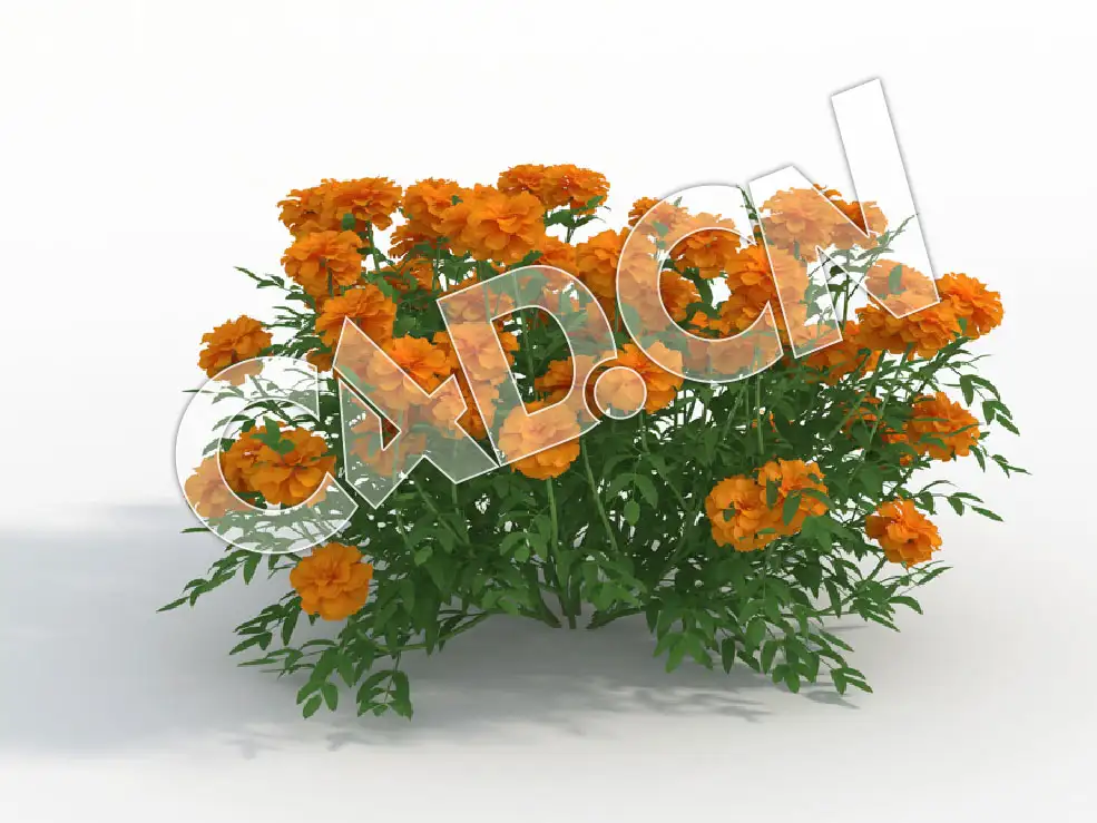 C4D臭芙蓉万寿菊花卉模型 Tagetes_I - C4D之家 - 130.jpg